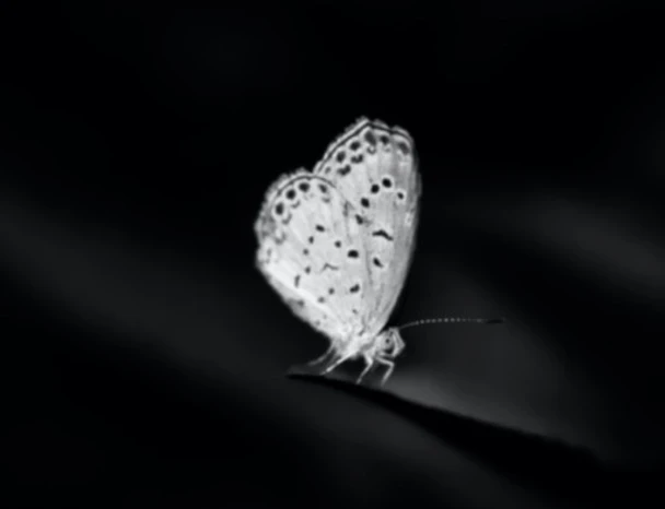 高解像度3Dステレオカメラ | LIPSedge S205pカメラ