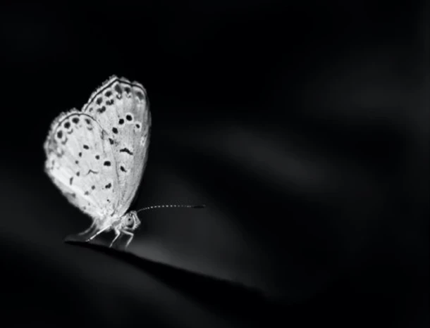 Near-infrared Technology produces clear images in low-light conditions